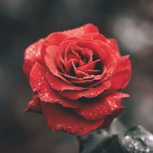 Meet your Posher, Melisa